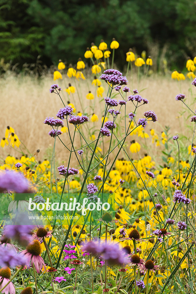 511237 - Argentinisches Eisenkraut (Verbena bonariensis) und Sonnenhut (Rudbeckia)