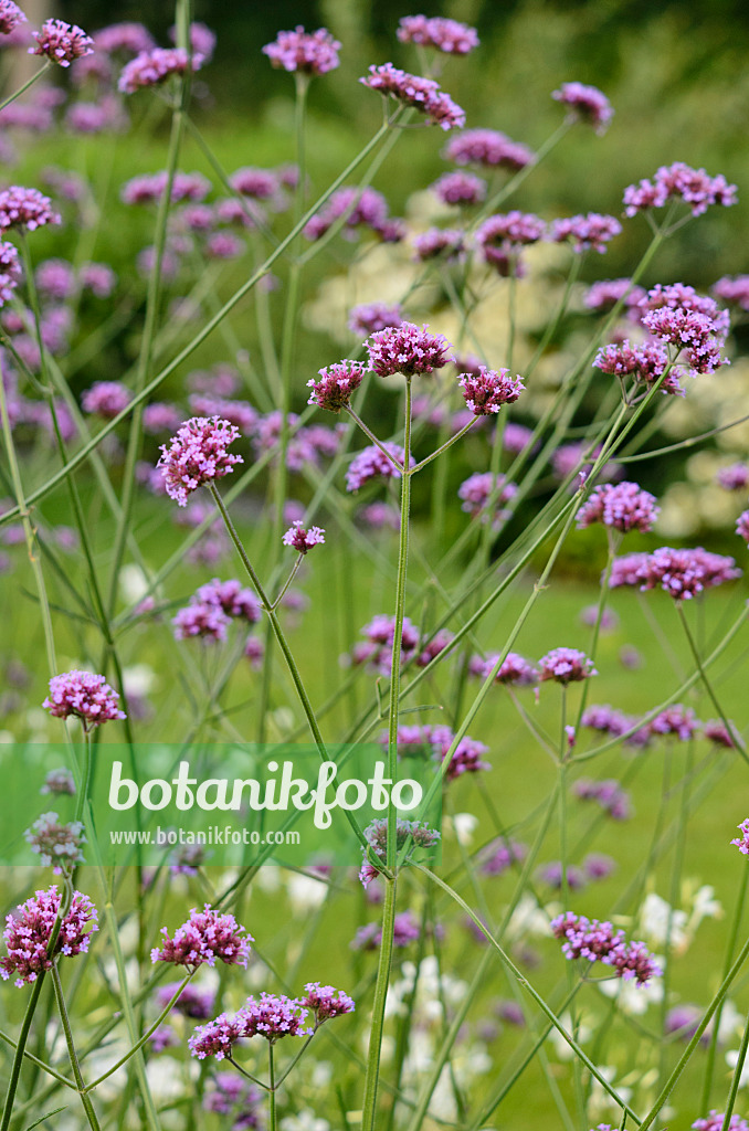 523048 - Argentinisches Eisenkraut (Verbena bonariensis)