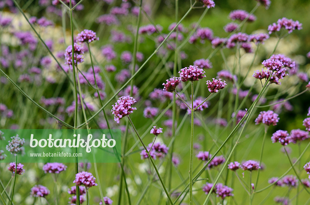 523049 - Argentinisches Eisenkraut (Verbena bonariensis)