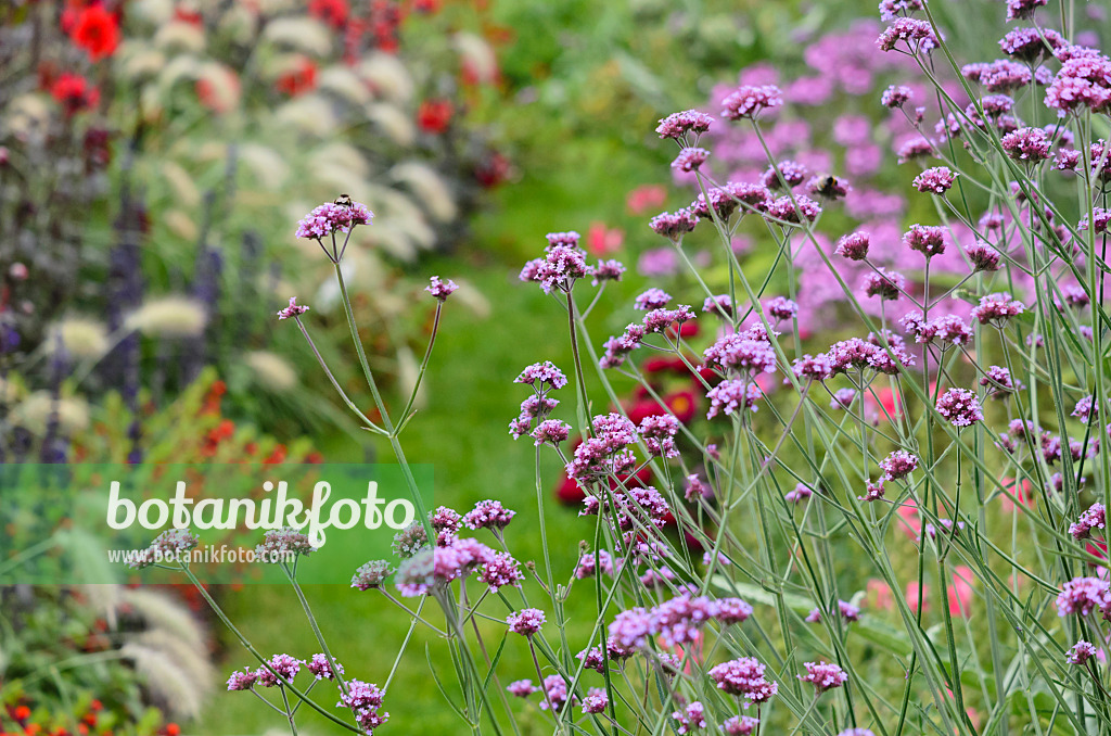 523150 - Argentinisches Eisenkraut (Verbena bonariensis)