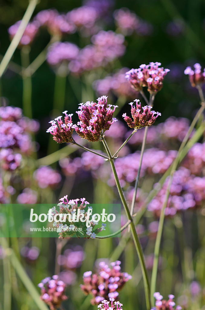 534432 - Argentinisches Eisenkraut (Verbena bonariensis)