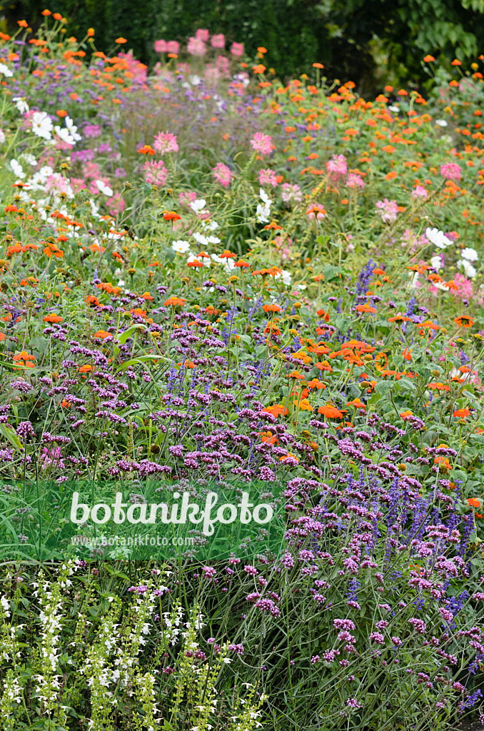 535160 - Argentinisches Eisenkraut (Verbena bonariensis) und Mexikanische Sonnenblume (Tithonia rotundifolia 'Gold Finger')