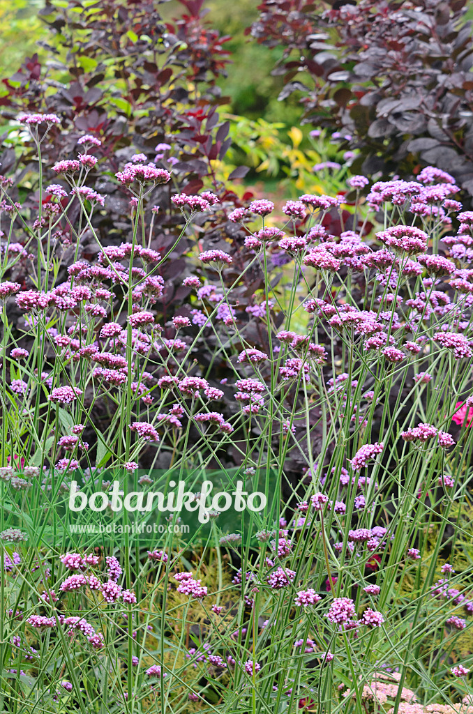 536043 - Argentinisches Eisenkraut (Verbena bonariensis)