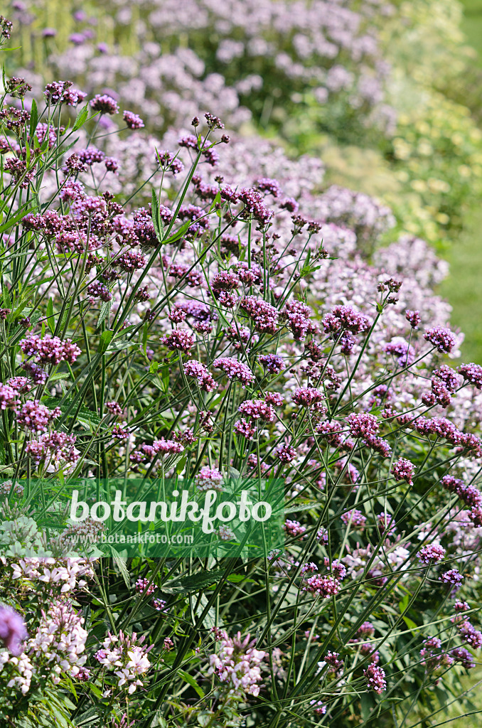 536115 - Argentinisches Eisenkraut (Verbena bonariensis) und Spinnenblume (Tarenaya hassleriana 'Señorita Rosalita' syn. Cleome hassleriana 'Señorita Rosalita')