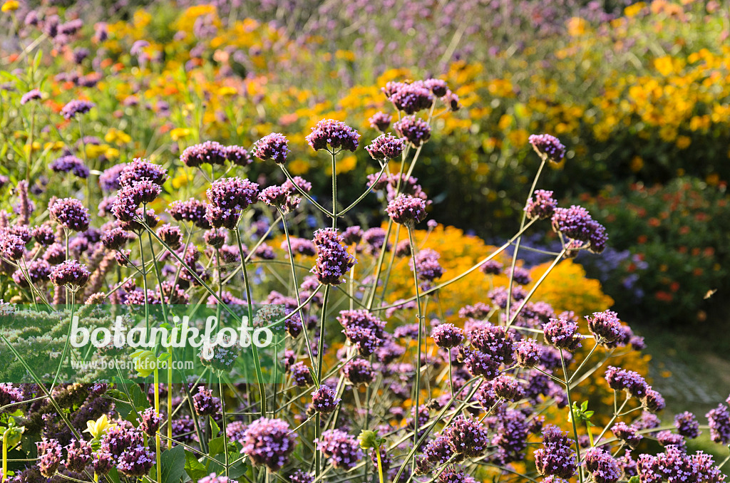 548070 - Argentinisches Eisenkraut (Verbena bonariensis)