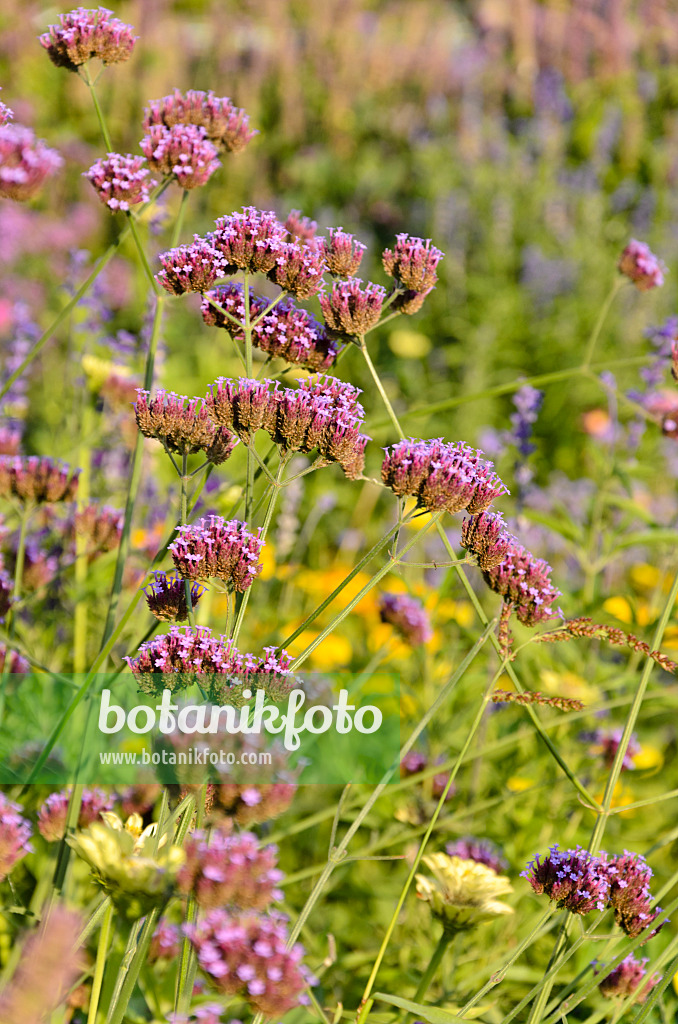 548071 - Argentinisches Eisenkraut (Verbena bonariensis)