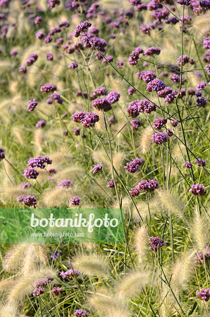 549010 - Argentinisches Eisenkraut (Verbena bonariensis) und Federborstengras (Pennisetum villosum)