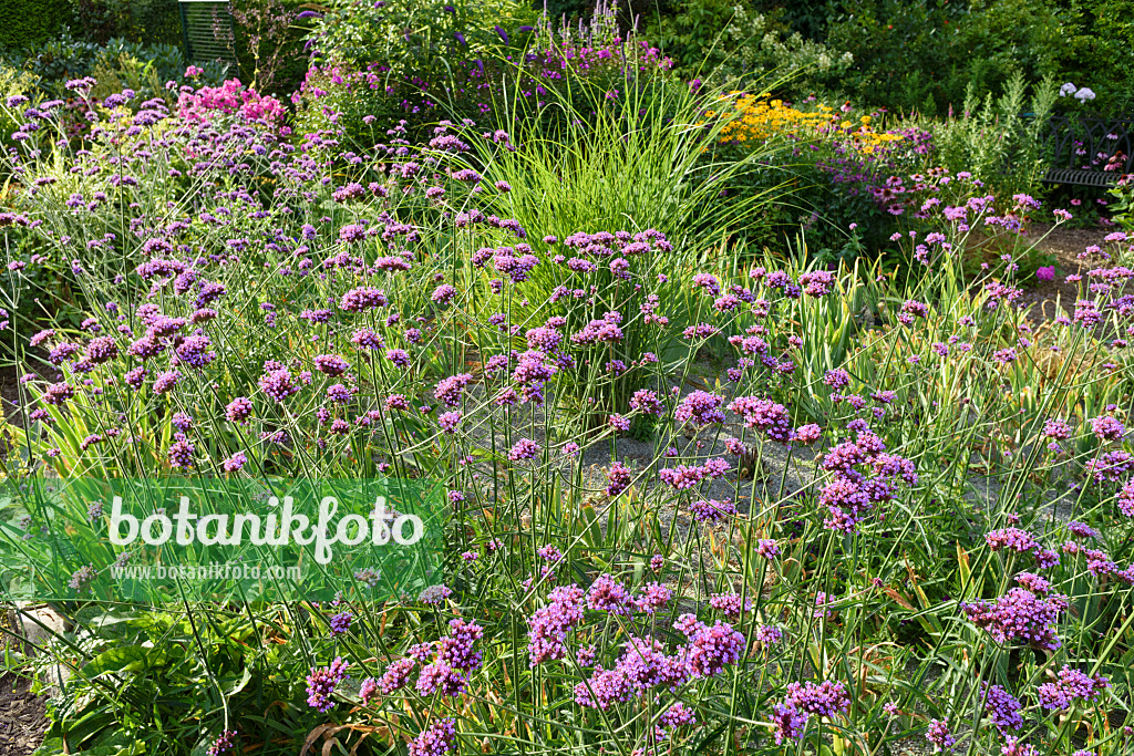 559100 - Argentinisches Eisenkraut (Verbena bonariensis)