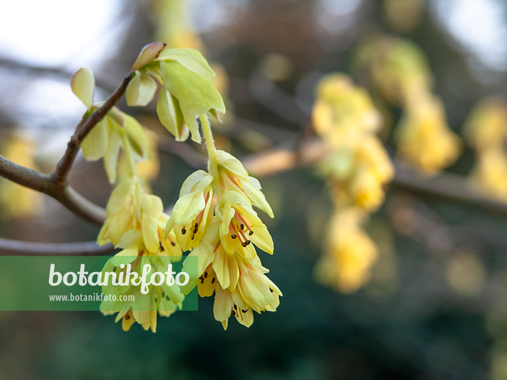 447044 - Armblütige Scheinhasel (Corylopsis pauciflora)