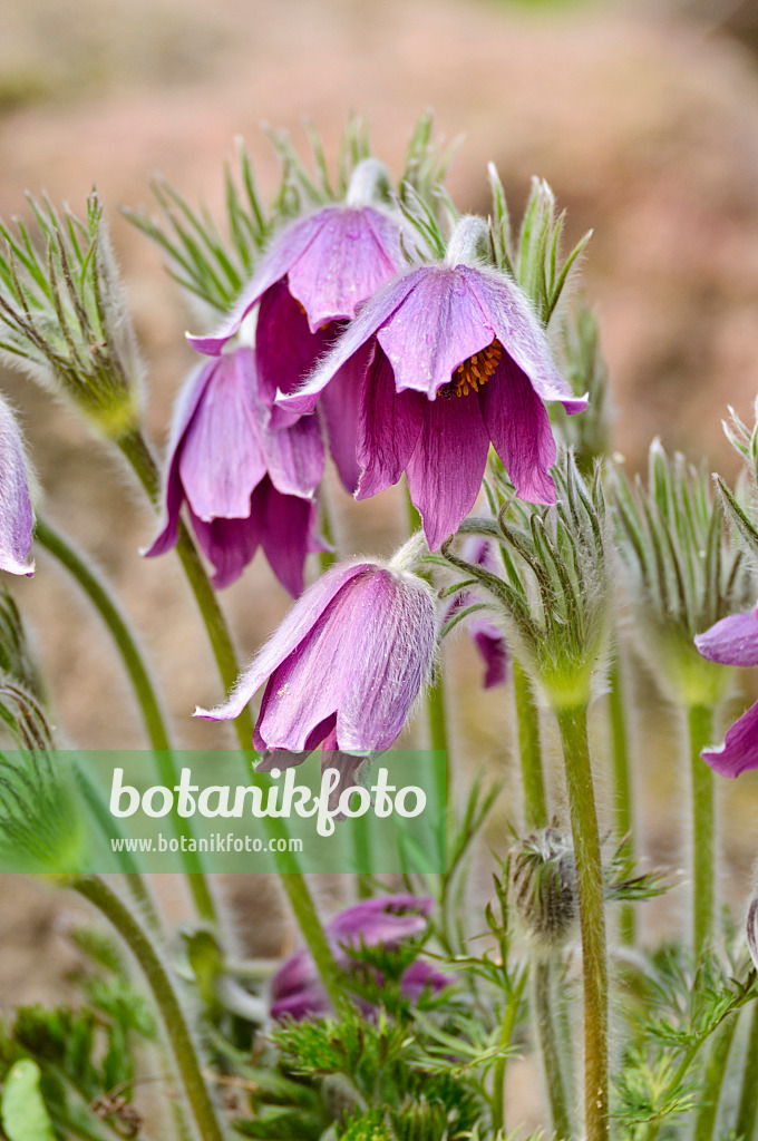 483171 - Armenische Alpenküchenschelle (Pulsatilla armena)