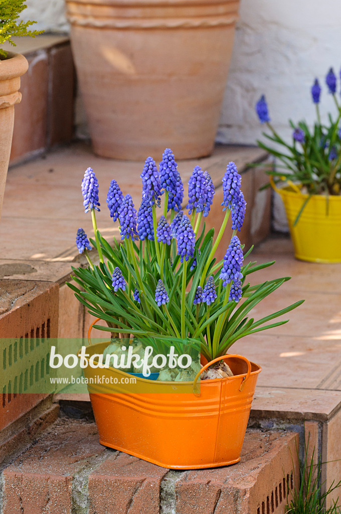 471009 - Armenische Traubenhyazinthe (Muscari armeniacum)