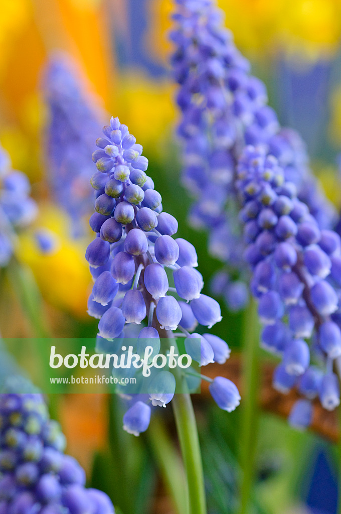 471151 - Armenische Traubenhyazinthe (Muscari armeniacum)