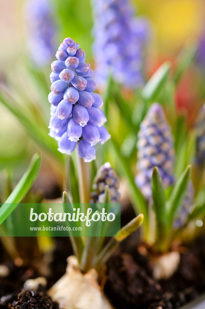 483088 - Armenische Traubenhyazinthe (Muscari armeniacum)