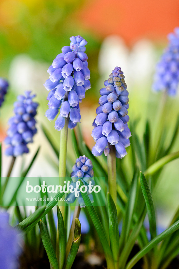 483124 - Armenische Traubenhyazinthe (Muscari armeniacum)