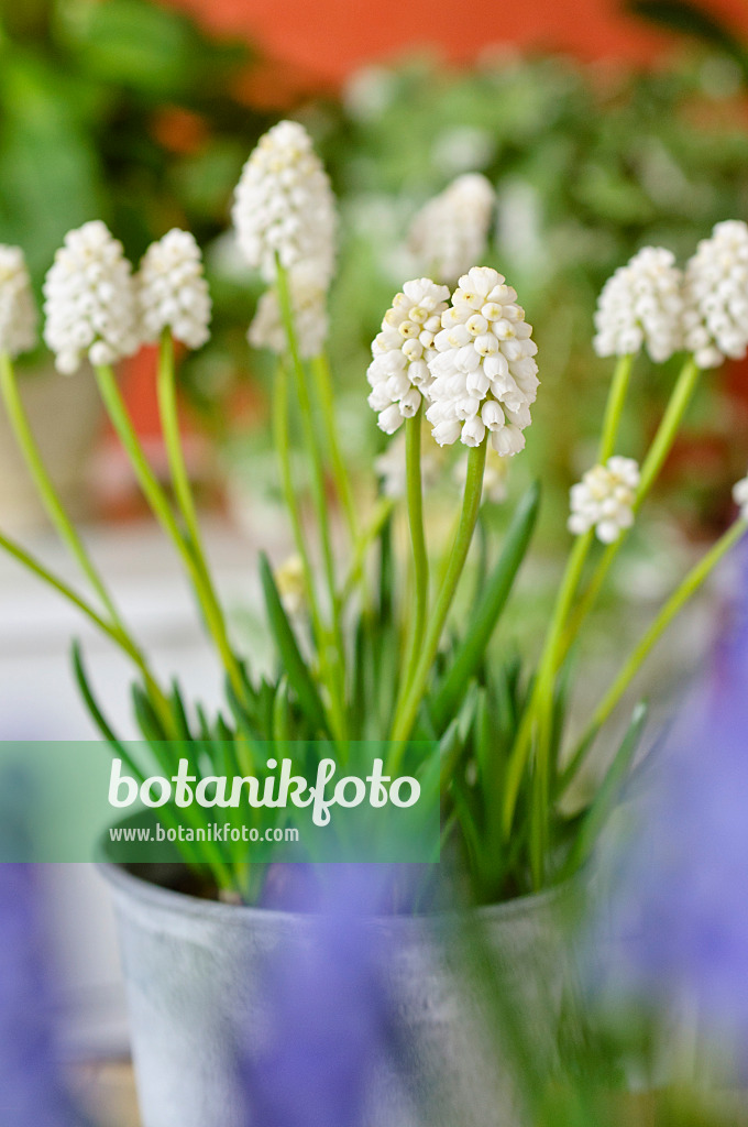 483125 - Armenische Traubenhyazinthe (Muscari armeniacum 'White Magic')