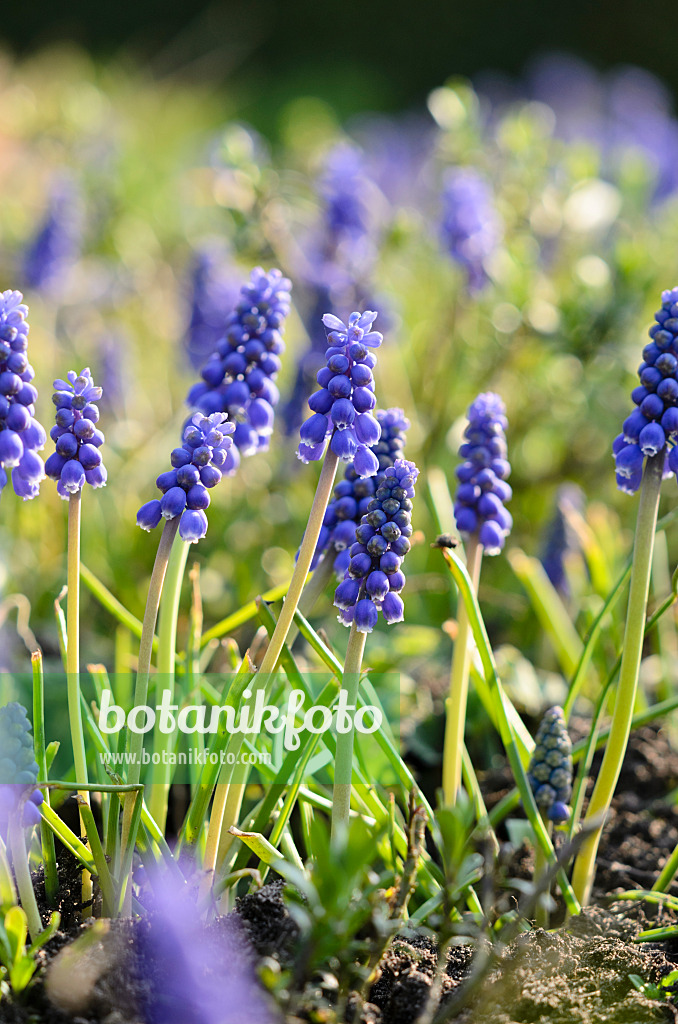 519099 - Armenische Traubenhyazinthe (Muscari armeniacum)