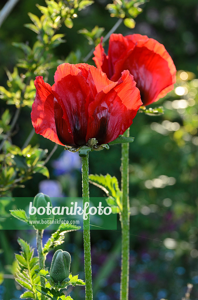 496279 - Armenischer Mohn (Papaver bracteatum)