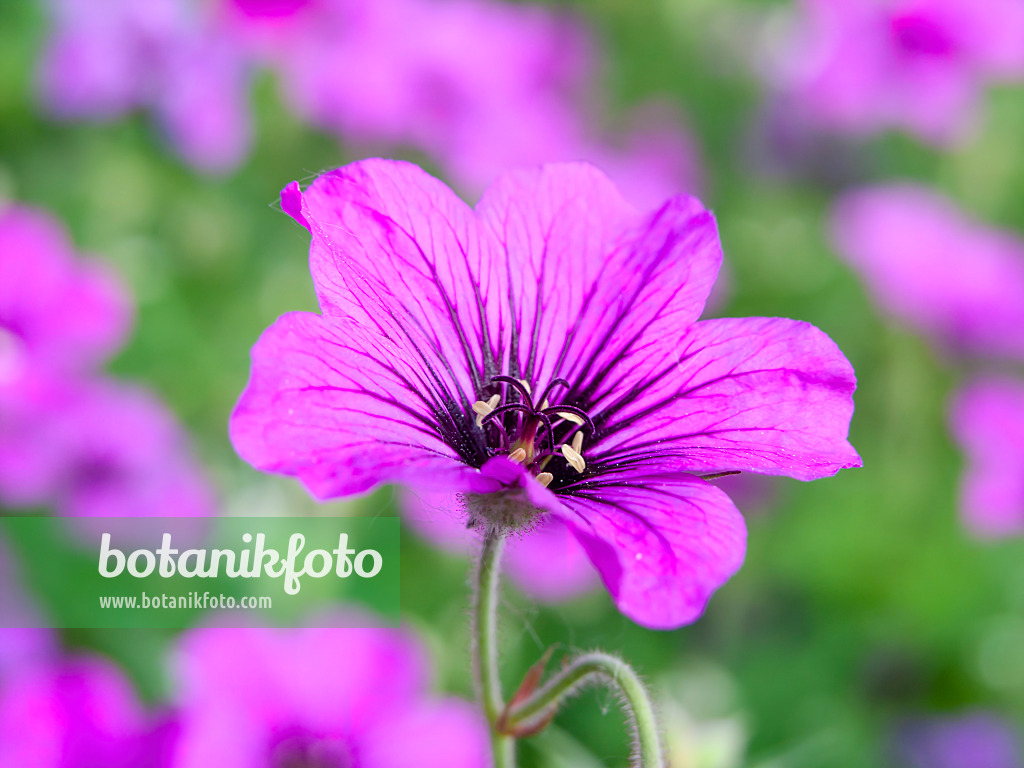 438236 - Armenischer Storchschnabel (Geranium psilostemon 'Patricia')