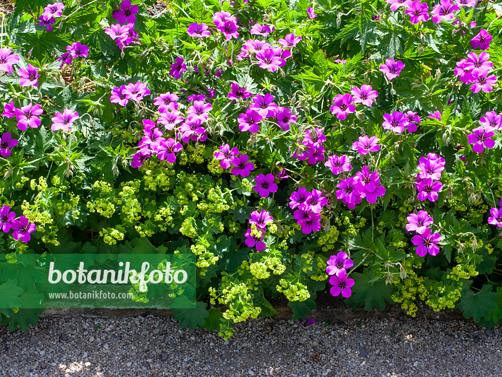 460164 - Armenischer Storchschnabel (Geranium psilostemon 'Patricia') und Frauenmantel (Alchemilla)