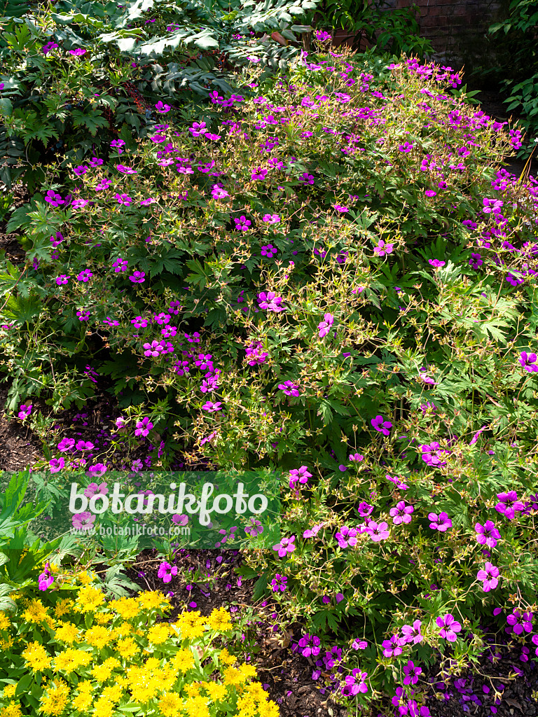 461118 - Armenischer Storchschnabel (Geranium psilostemon) und Dickblattfetthenne (Sedum aizoon syn. Phedimus aizoon)