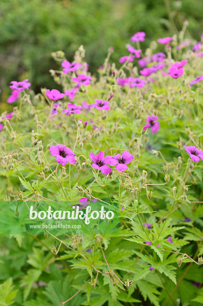 485184 - Armenischer Storchschnabel (Geranium psilostemon)