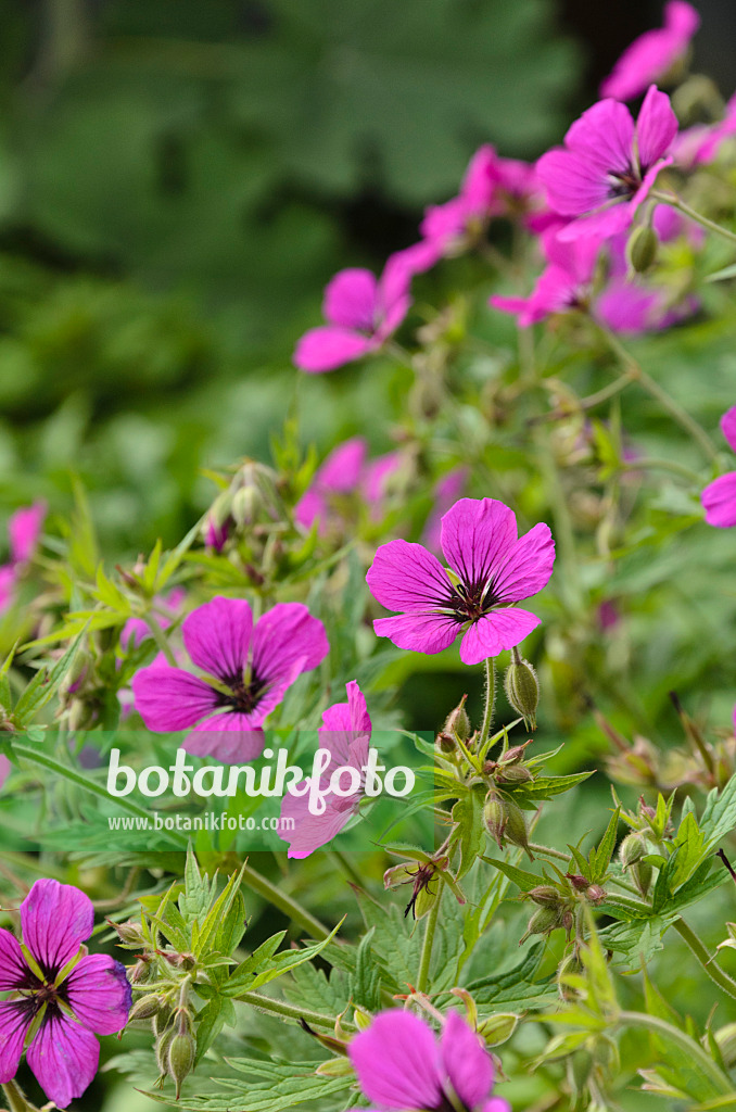 496343 - Armenischer Storchschnabel (Geranium psilostemon)