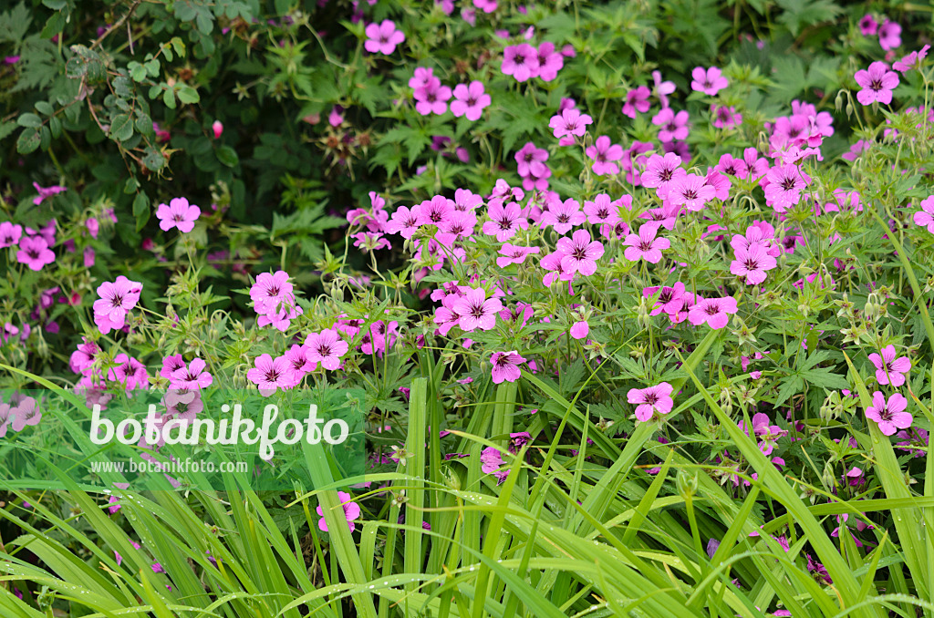 521263 - Armenischer Storchschnabel (Geranium psilostemon)