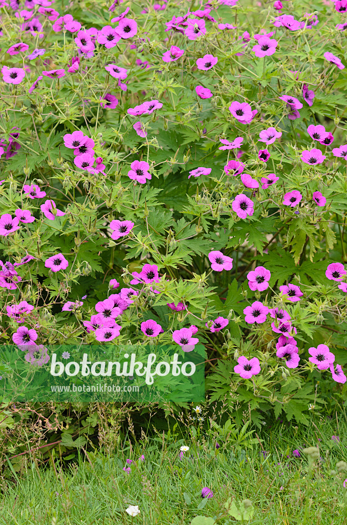 521320 - Armenischer Storchschnabel (Geranium psilostemon)