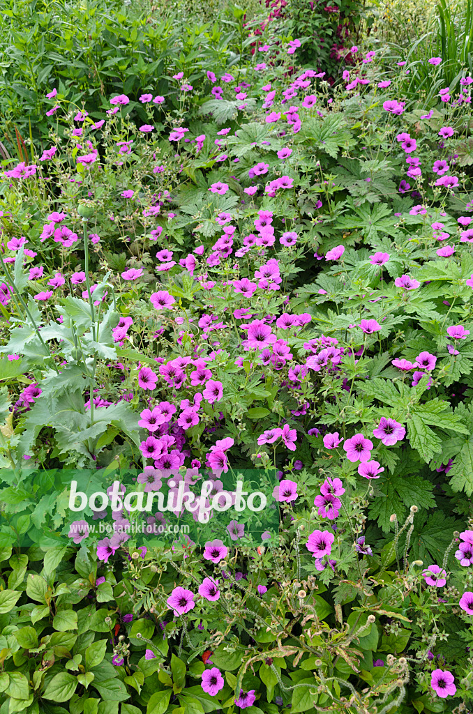 521424 - Armenischer Storchschnabel (Geranium psilostemon)