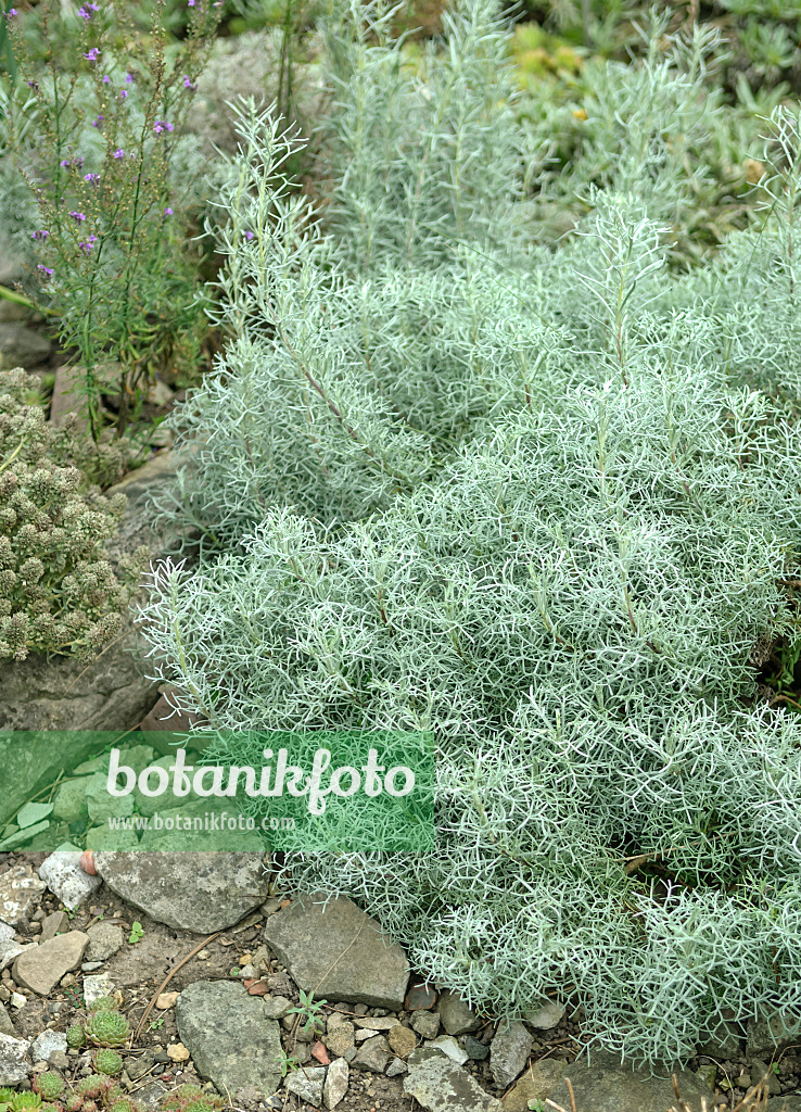 517426 - Armenischer Wermut (Artemisia armeniaca)