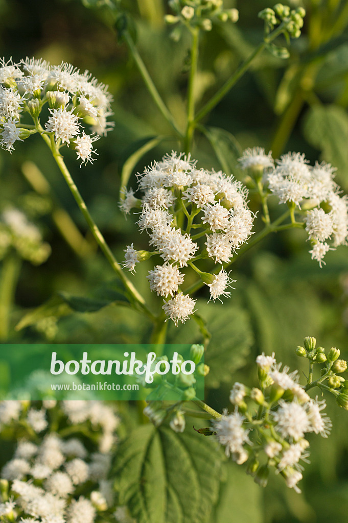 511318 - Aromatischer Wasserdost (Ageratina aromatica syn. Eupatorium aromaticum)