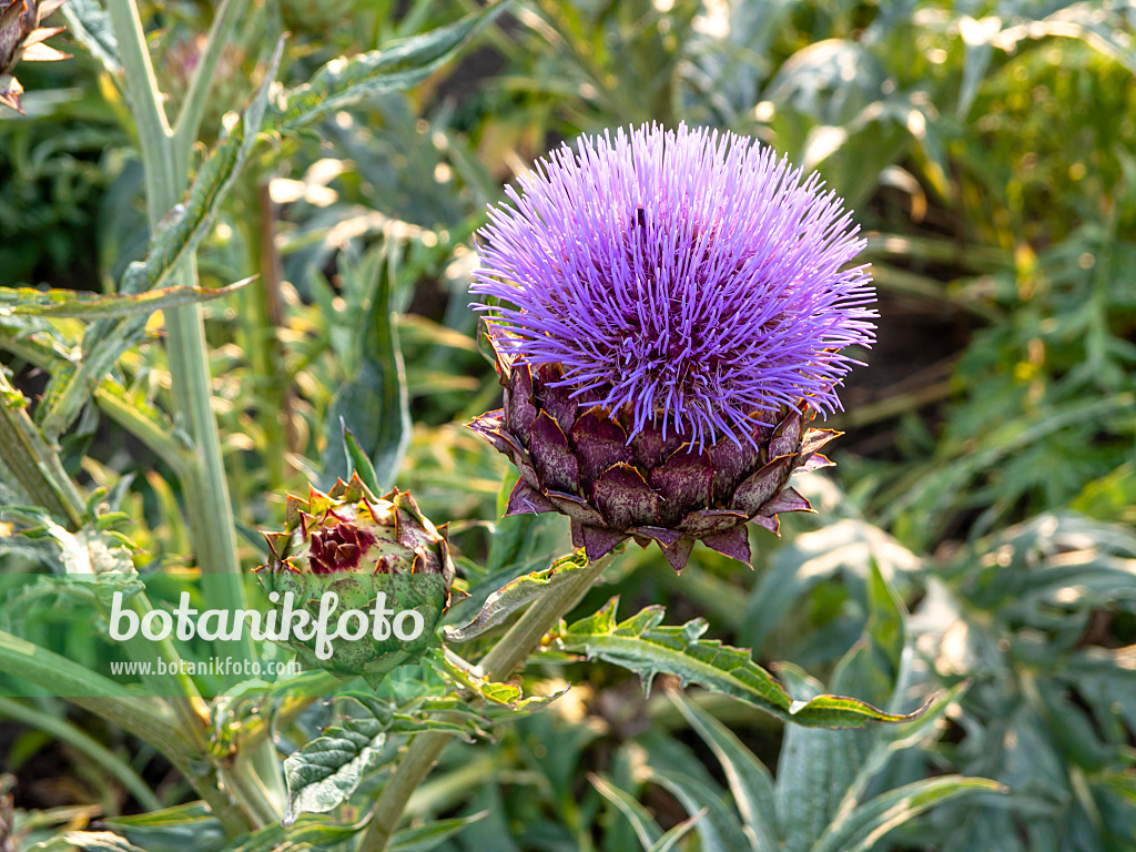 462178 - Artischocke (Cynara cardunculus syn. Cynara scolymus)