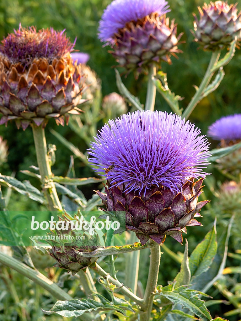 462179 - Artischocke (Cynara cardunculus syn. Cynara scolymus)