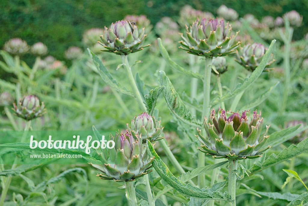 482013 - Artischocke (Cynara cardunculus syn. Cynara scolymus)