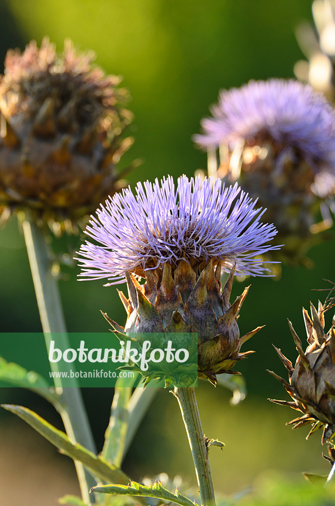 499049 - Artischocke (Cynara cardunculus syn. Cynara scolymus)