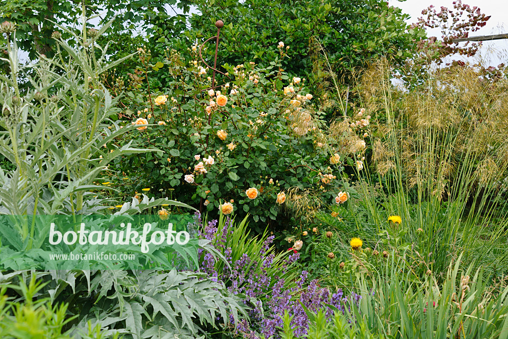 500214 - Artischocke (Cynara cardunculus syn. Cynara scolymus), Strauchrose (Rosa Crown Princess Margaret), Echter Lavendel (Lavandula angustifolia) und Großes Federgras (Stipa gigantea)