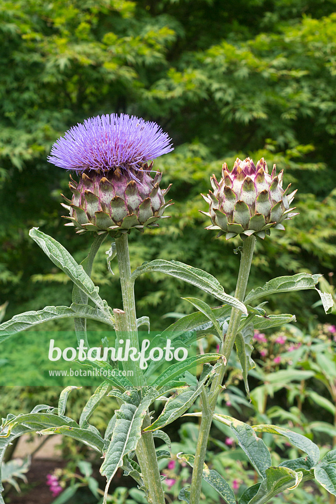 559001 - Artischocke (Cynara cardunculus syn. Cynara scolymus)