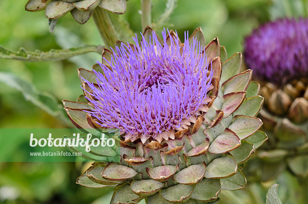 524063 - Artischocke (Cynara cardunculus 'Green Globe' syn. Cynara scolymus 'Green Globe')