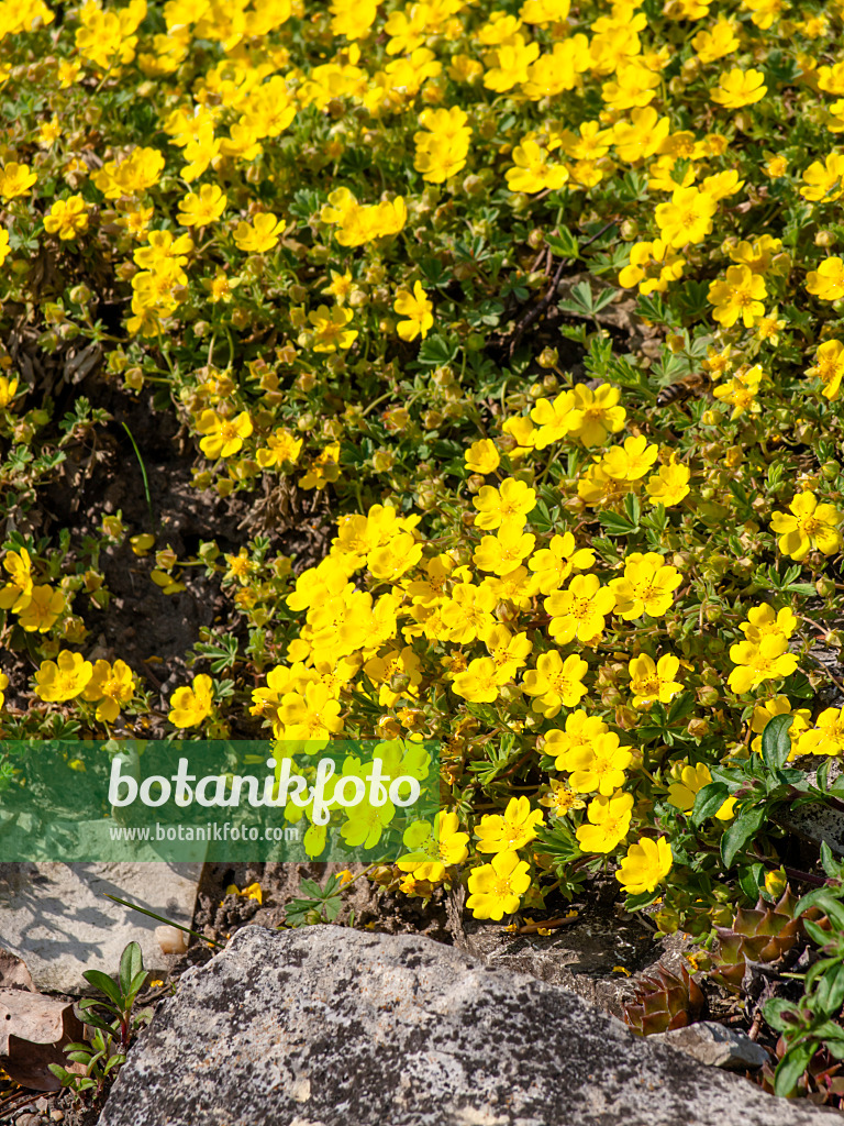 459053 - Aschgraues Fingerkraut (Potentilla incana syn. Potentilla cinerea)