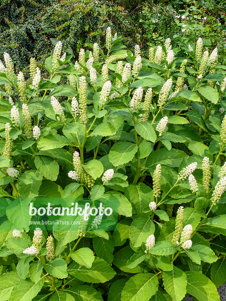 438301 - Asiatische Kermesbeere (Phytolacca acinosa)