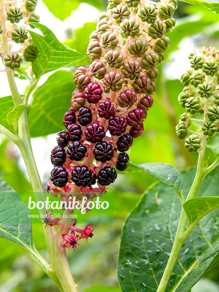 439402 - Asiatische Kermesbeere (Phytolacca acinosa)