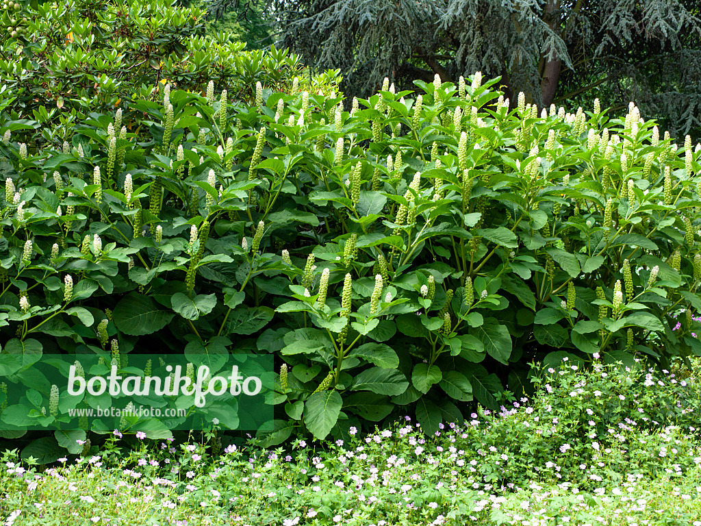 462071 - Asiatische Kermesbeere (Phytolacca acinosa)