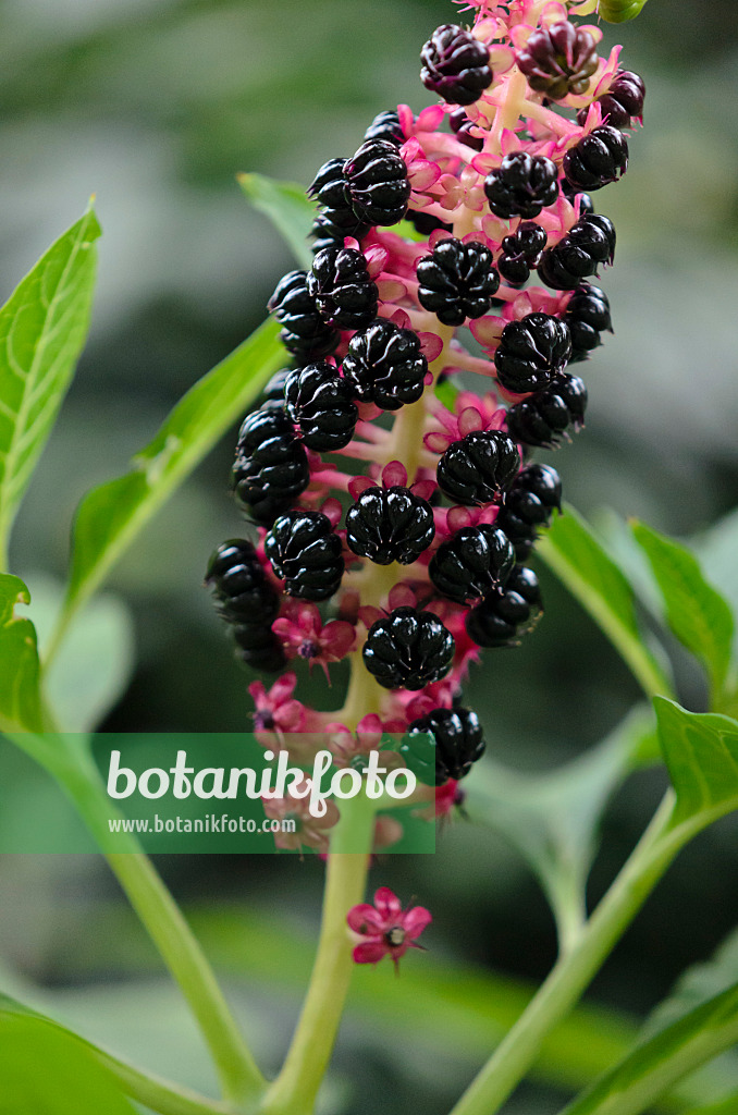 524023 - Asiatische Kermesbeere (Phytolacca acinosa)