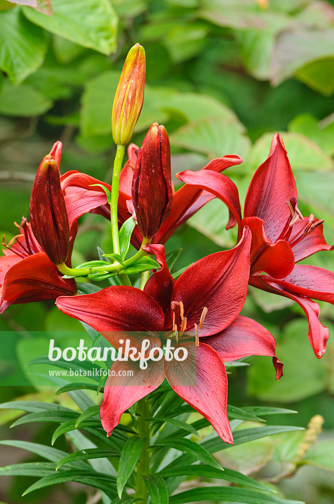 474251 - Asiatische Lilie (Lilium Blackout)