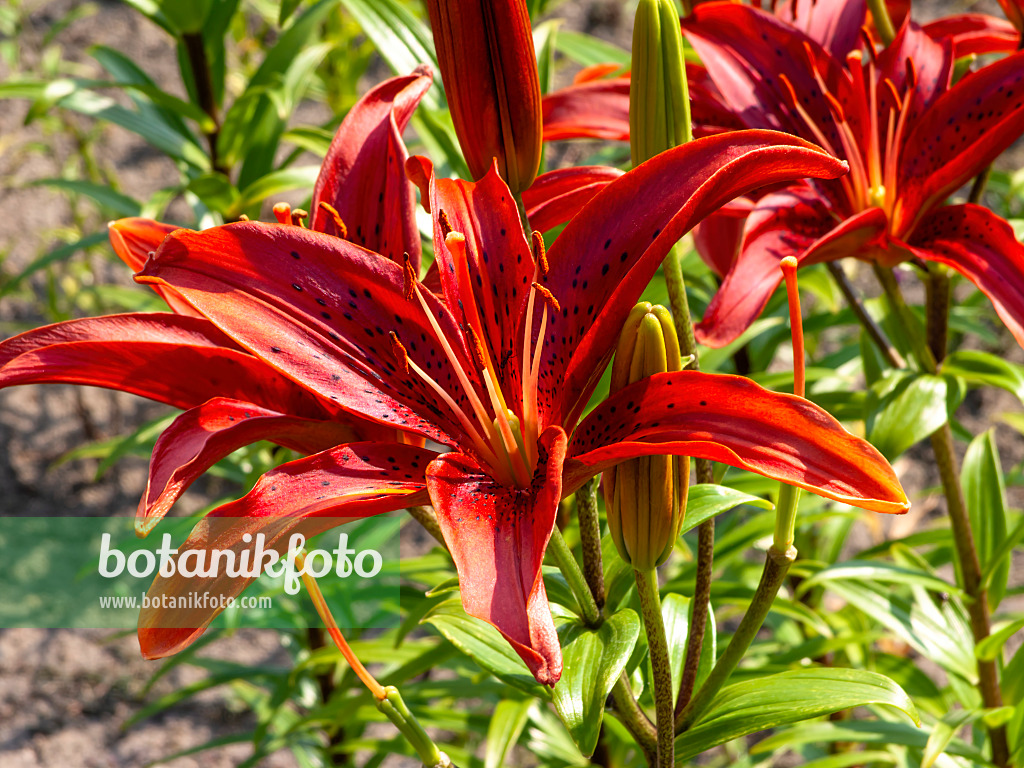 439368 - Asiatische Lilie (Lilium Gran Paradiso)