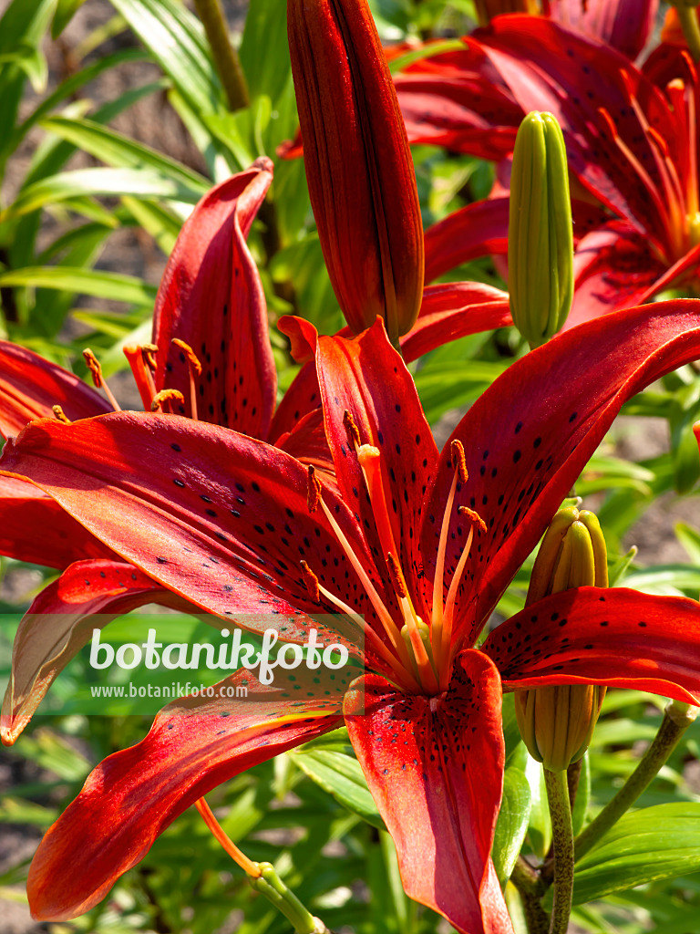 439369 - Asiatische Lilie (Lilium Gran Paradiso)