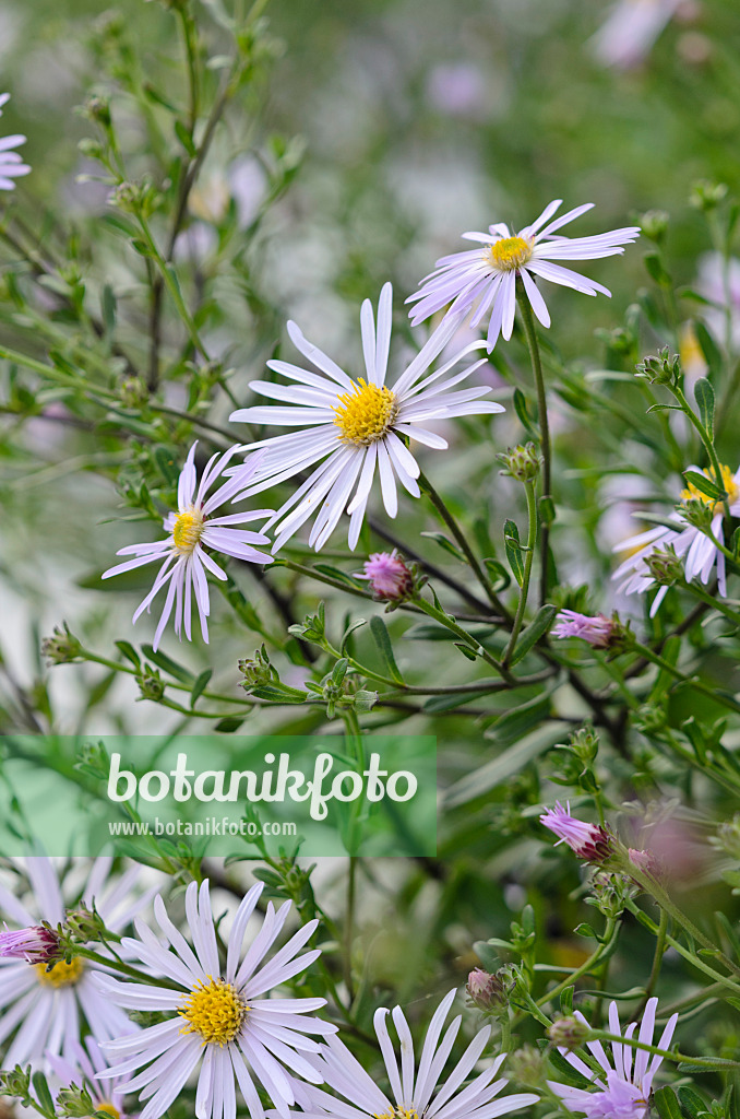 523217 - Aster (Aster x frikartii 'Flora's Delight')