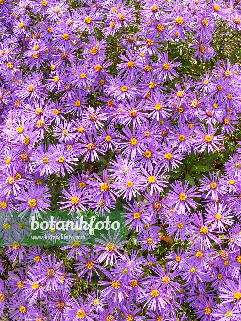 418009 - Aster (Aster x frikartii 'Jungfrau')