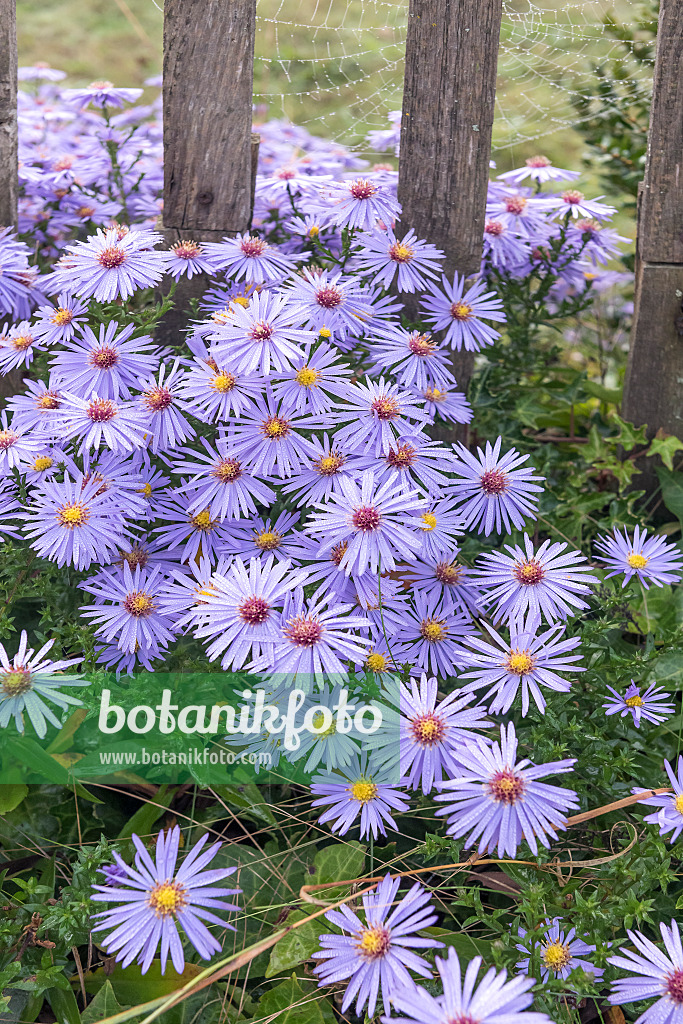 616361 - Aster (Aster x frikartii 'Wunder von Stäfa')