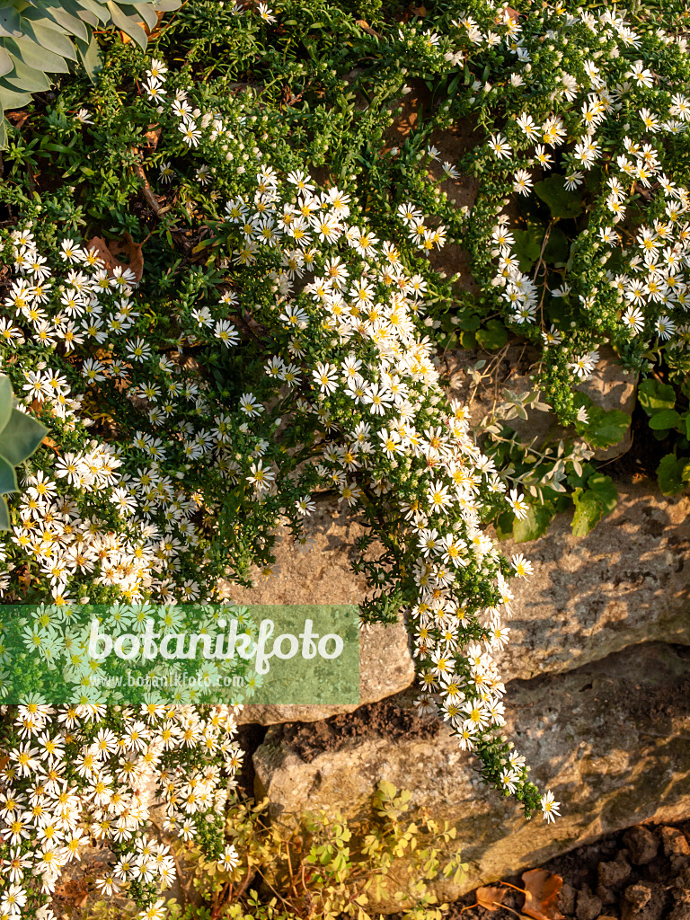 430134 - Aster (Aster speciosus 'Connecticut')